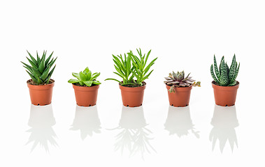 Image showing Row of little succulent plants with reflections