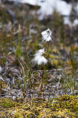 Image showing Detail of cotton grass in autumn