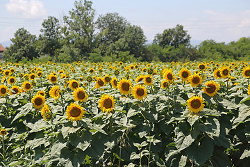 Image showing Sunflower