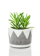 Image showing Bright green succulent plant in a handmade concrete pot