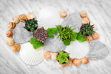 Image showing Succulent plants and seashells on marble background