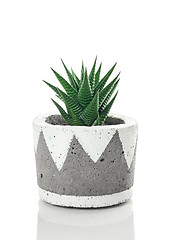 Image showing Dark green aloe plant in a handmade concrete pot