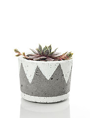 Image showing Little hens and chicks succulent plant in a handcrafted concrete