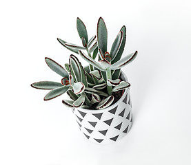 Image showing Kalanchoe tomentosa plant in a Scandinavian style pot