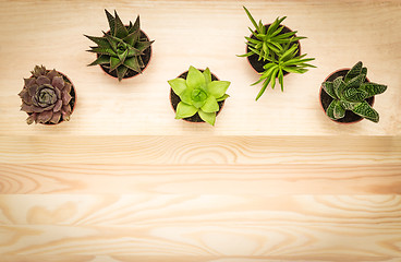 Image showing Mini succulent plants on wooden background