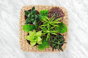 Image showing Floral arrangement with succulent plants and moss