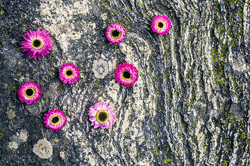 Image showing Vibrant pink strawflowers on mossy rock background