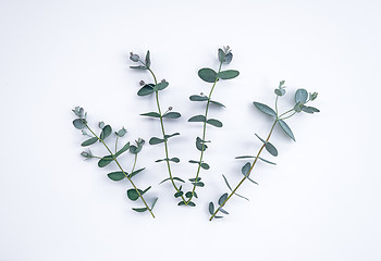 Image showing Fresh eucalyptus branches on white background