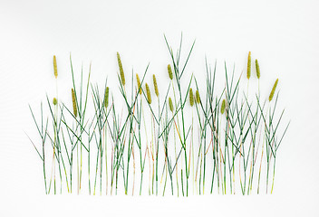 Image showing Timothy grass on white background