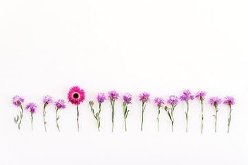 Image showing Pink strawflower in a row of purple cornflowers