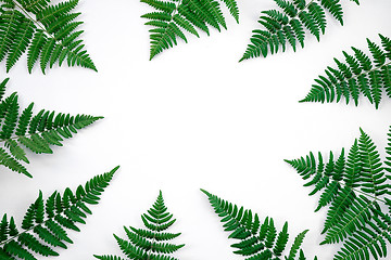 Image showing Green fern frame on white background