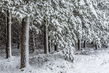 Image showing Evergreens covered in fresh snow fall