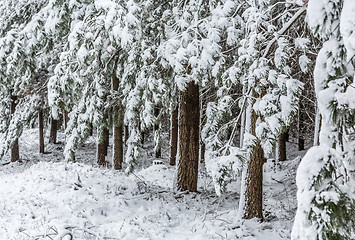 Image showing Evergreens covered in fresh snow