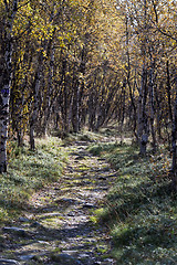 Image showing Birch forest and path in autumn