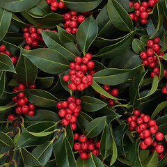 Image showing Holly and Red Berry Background