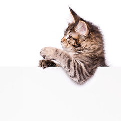 Image showing Maine Coon kitten with blank