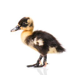 Image showing Cute newborn duckling