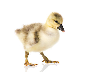 Image showing Cute newborn gosling