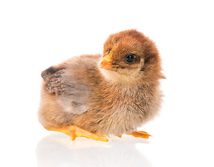 Image showing Newborn chicken on white background