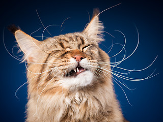 Image showing Portrait of Maine Coon cat