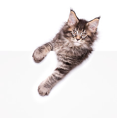 Image showing Maine Coon kitten with blank