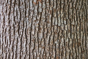 Image showing Tree Trunk Closeup