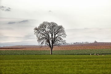 Image showing Tree on a field