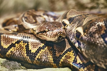 Image showing Reticulated python curled up