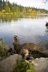 Image showing racoons