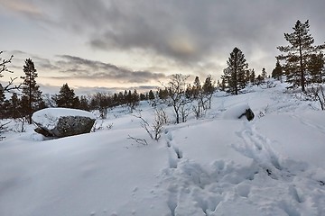 Image showing Winter Snowy Landscape