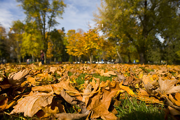 Image showing fall scene