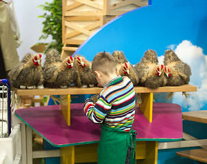 Image showing Boy farmer collecting eggs