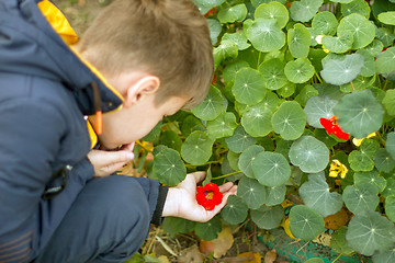 Image showing Boy holding red flower in his hand