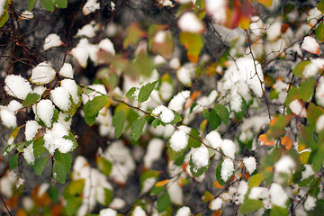 Image showing The green bush with the snow