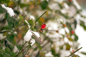 Image showing The green bush of roses