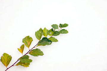 Image showing The green branch with the snow