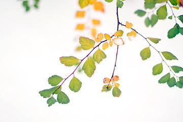 Image showing The green branch with the snow