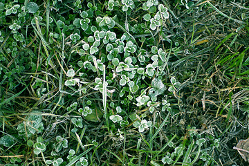 Image showing Frozen plants