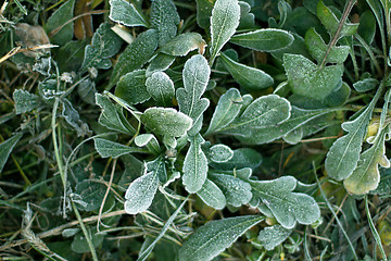 Image showing Frozen plants