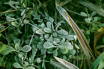 Image showing Frozen plants