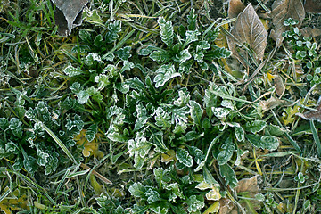 Image showing Frozen plants