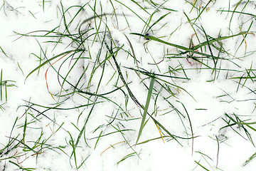 Image showing Frozen plants and grass