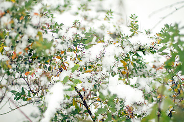 Image showing Frozen plants