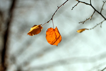 Image showing Fall autumn season foliage