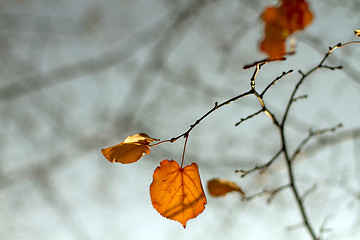 Image showing Fall autumn season foliage