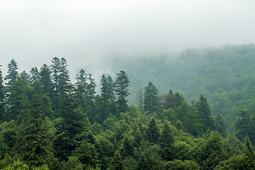 Image showing Spruce trees if fog