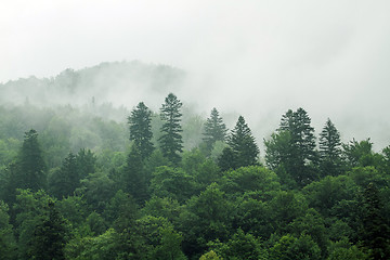 Image showing Spruce trees if fog