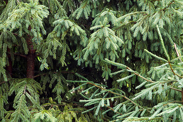 Image showing Pines in the wood