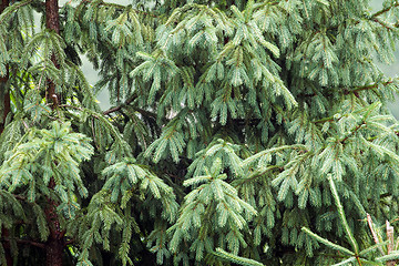 Image showing Pines in the wood