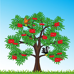 Image showing Tree rowanberry with berry year daytime.Vector illustration